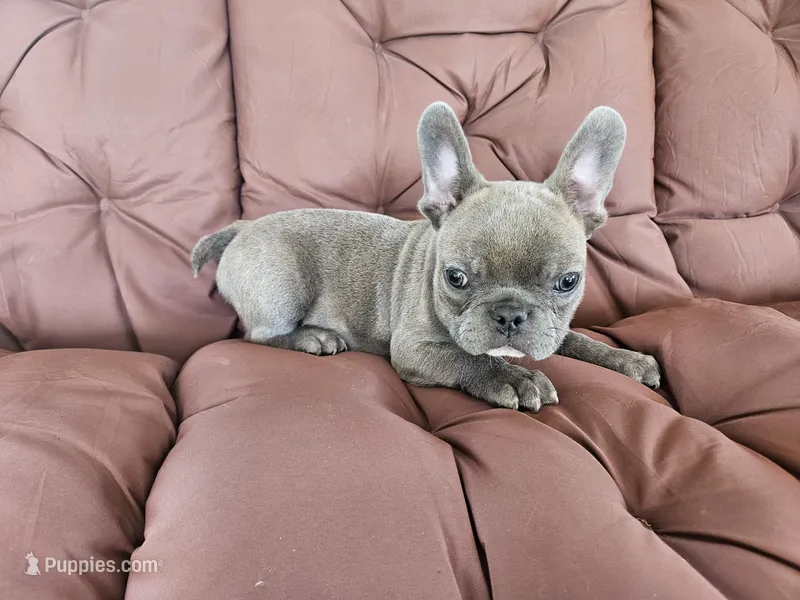 Littleman – French Bulldog puppy for sale in Selmer, TN