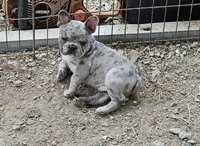 Marbles, a male French Bulldog for sale in Selmer, TN – 3 of 5