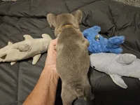 MELADOR, a male French Bulldog for sale in Selmer, TN – 5 of 5