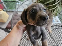 Silly boy, a male Miniature Dachshund for sale in Selmer, TN – 4 of 5