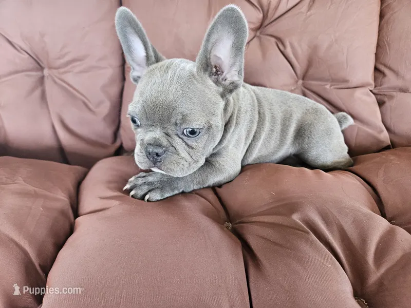 Blue Bird – French Bulldog puppy for sale in Selmer, TN