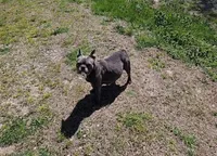 Littleman, a male French Bulldog for sale in Selmer, TN – 5 of 6