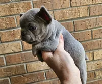 MELADOR, a male French Bulldog for sale in Selmer, TN – 5 of 8