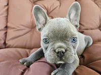 Blue Bird, a female French Bulldog for sale in Selmer, TN – 4 of 6