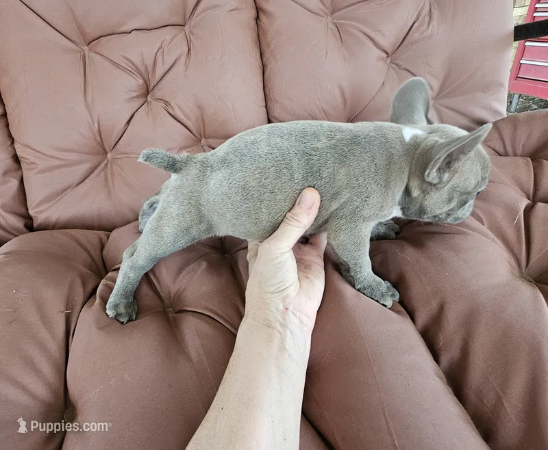 Littleman – French Bulldog puppy for sale in Selmer, TN