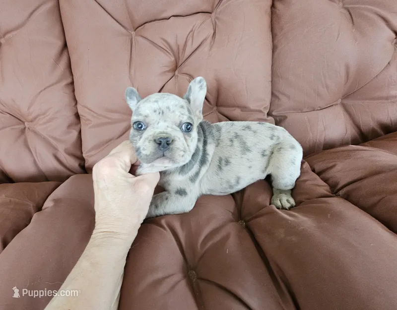 Marbles – French Bulldog puppy for sale in Selmer, TN