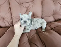 Marbles, a male French Bulldog for sale in Selmer, TN – 1 of 5