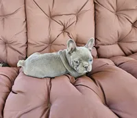 Blue Bird, a female French Bulldog for sale in Selmer, TN – 3 of 6