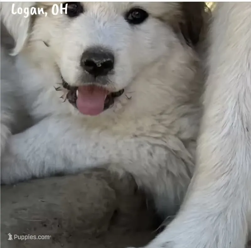 Gracie – Great Pyrenees puppy for sale in Columbus, OH
