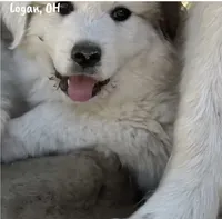 Gracie, a male Great Pyrenees for sale in Columbus, OH – 1 of 3