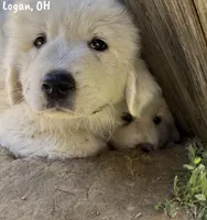 Sissy, a male Great Pyrenees for sale in Columbus, OH – 1 of 3