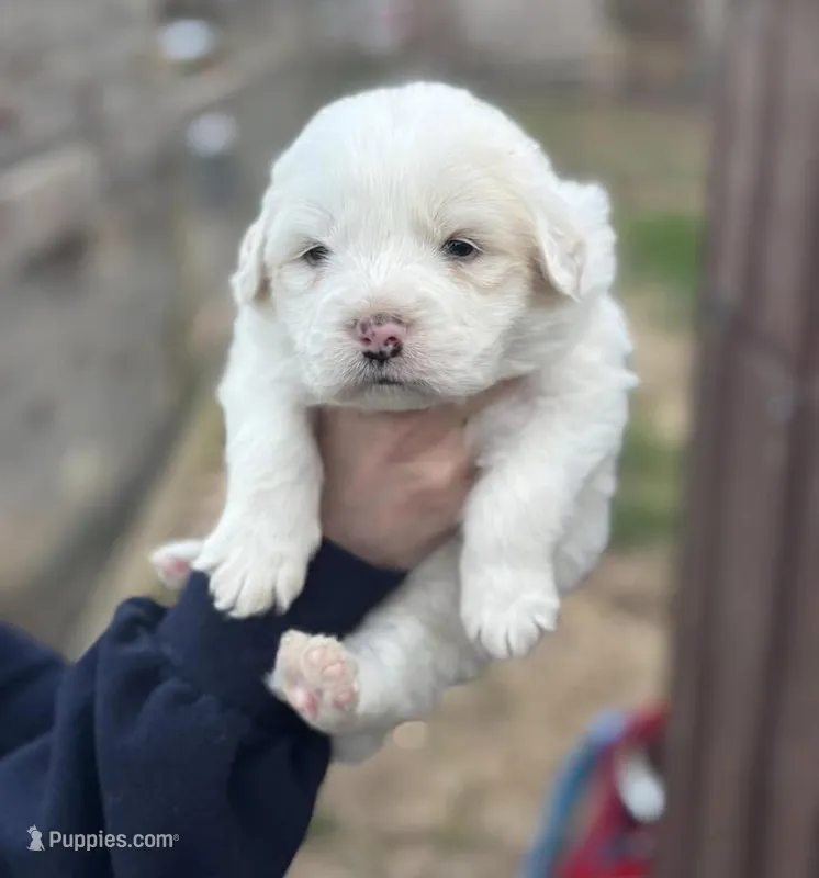 Zeus – Great Pyrenees puppy for sale in Columbus, OH