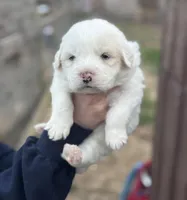 Zeus, a male Great Pyrenees for sale in Columbus, OH – Photo 1 of 2