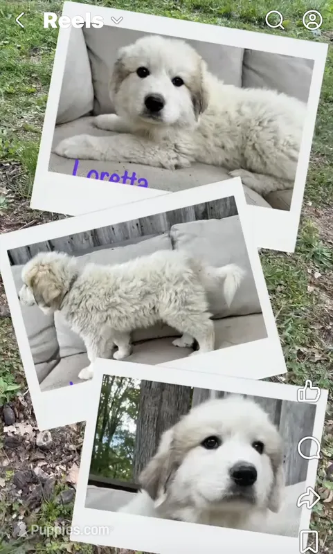 Loretta – Great Pyrenees puppy for sale in Columbus, OH