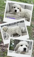 Loretta, a female Great Pyrenees for sale in Columbus, OH – 1 of 2