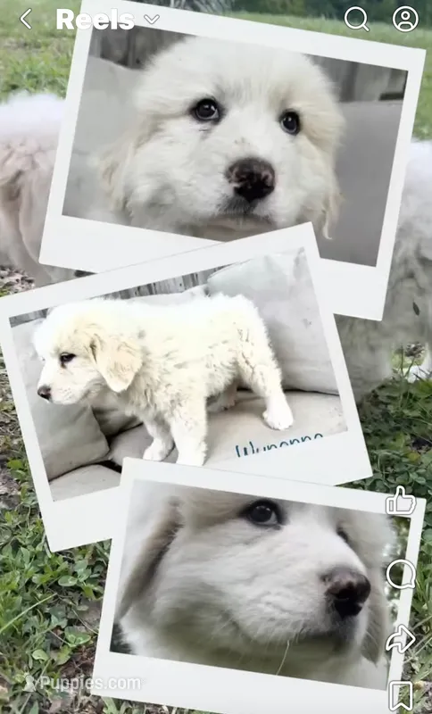 Wynona – Great Pyrenees puppy for sale in Columbus, OH