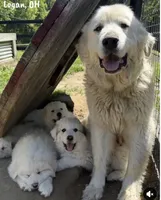 Sissy, a male Great Pyrenees for sale in Columbus, OH – 3 of 3