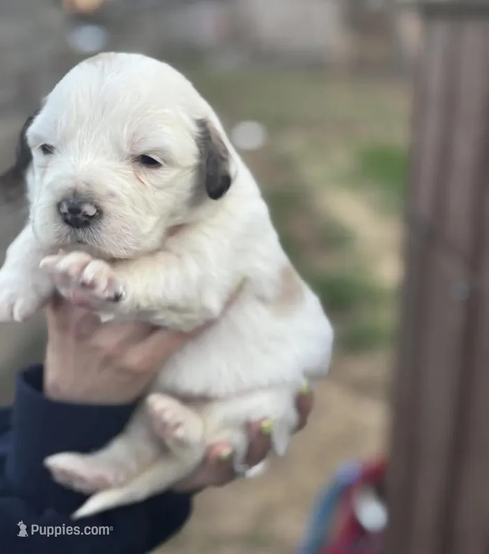 Princess – Great Pyrenees puppy for sale in Columbus, OH