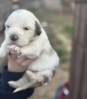Princess, a female Great Pyrenees for sale in Columbus, OH – Photo 1 of 2