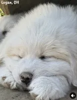 Lizzie, a male Great Pyrenees for sale in Columbus, OH – 3 of 3