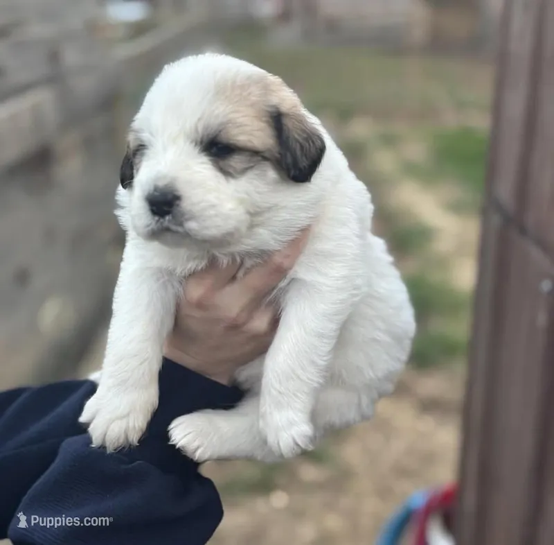 Lizzie – Great Pyrenees puppy for sale in Columbus, OH