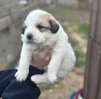 Lizzie, a female Great Pyrenees for sale in Columbus, OH – Photo 1 of 2