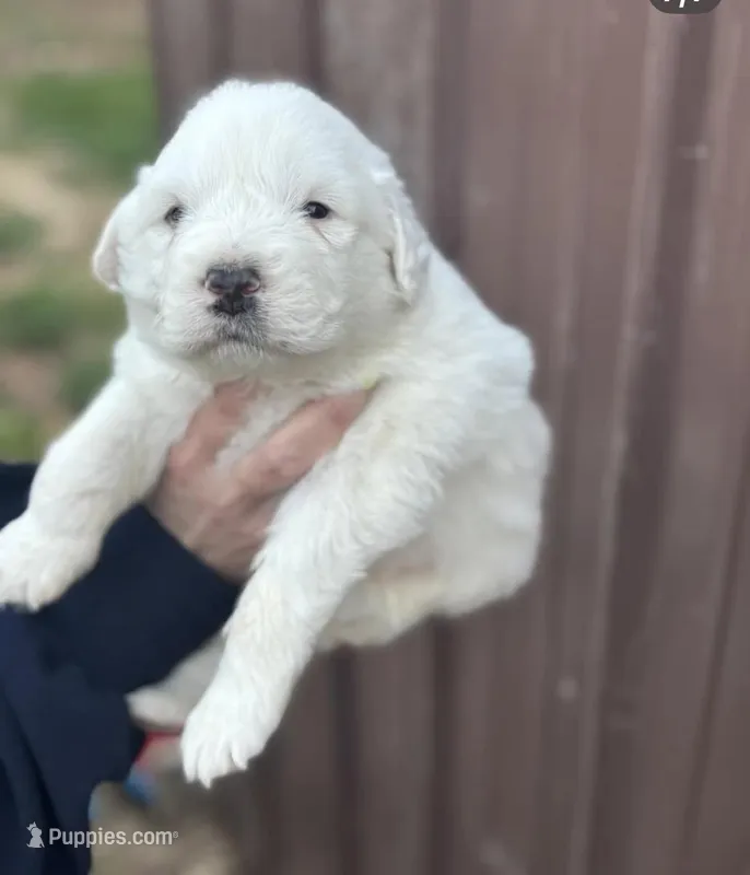 Betsy – Great Pyrenees puppy for sale in Columbus, OH