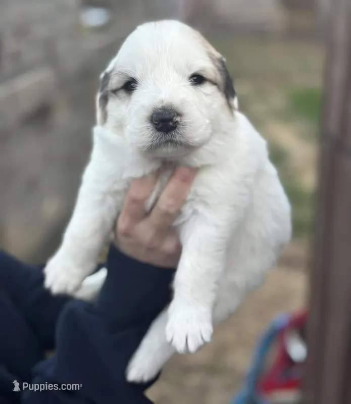 Nessie – Great Pyrenees puppy for sale in Columbus, OH