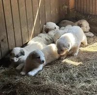 Nessie, a female Great Pyrenees for sale in Columbus, OH – Photo 2 of 2