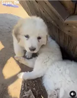 Gracie, a male Great Pyrenees for sale in Columbus, OH – 3 of 3