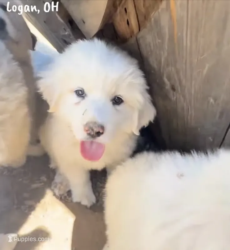 Lizzie – Great Pyrenees puppy for sale in Columbus, OH