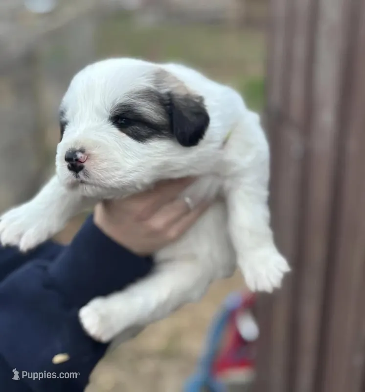 Patsy – Great Pyrenees puppy for sale in Columbus, OH