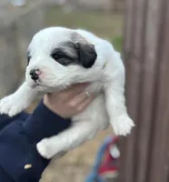 Patsy, a female Great Pyrenees for sale in Columbus, OH – Photo 1 of 2