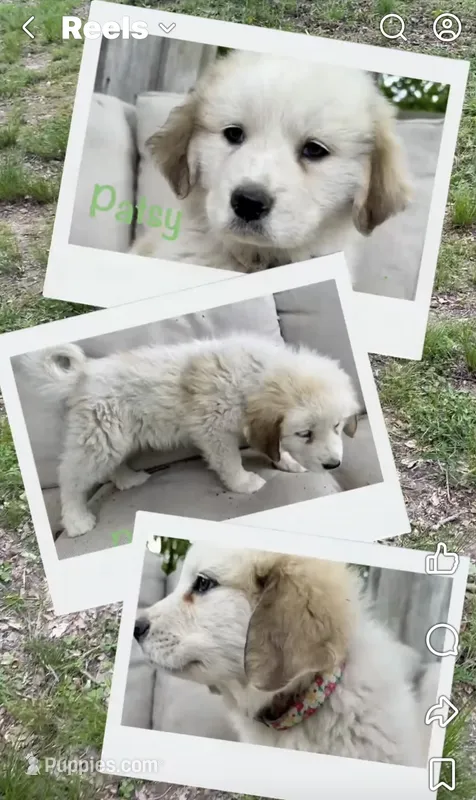 Patsy, a female Great Pyrenees for sale in Columbus, OH – 1 of 2