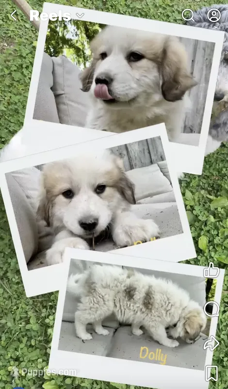 Dolly – Great Pyrenees puppy for sale in Columbus, OH