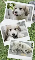 Dolly, a female Great Pyrenees for sale in Columbus, OH – 1 of 2