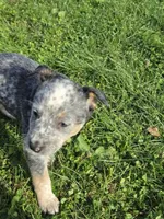 Blue, a female Australian Cattle Dog for sale in Belmont, WI – 6 of 6