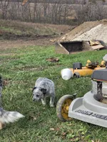 Mittens , a female Australian Cattle Dog for sale in Belmont, WI – 4 of 7