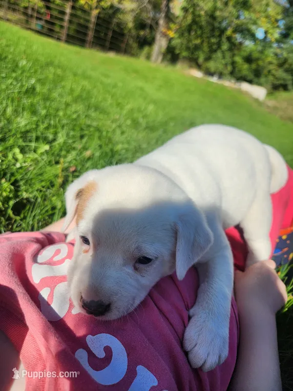 Biscuit  – Australian Cattle Dog puppy for sale in Belmont, WI