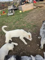 Biscuit , a female Australian Cattle Dog for sale in Belmont, WI – 2 of 4