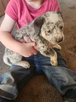 Mittens , a female Australian Cattle Dog for sale in Belmont, WI – 6 of 7