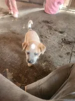 Rustyz, a male Australian Cattle Dog for sale in Belmont, WI – 4 of 4