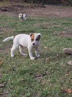 Patches , a male Australian Cattle Dog for sale in Belmont, WI – 4 of 6