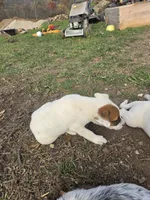 Patches , a male Australian Cattle Dog for sale in Belmont, WI – 3 of 6