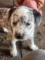 Socks, a male Australian Cattle Dog for sale in Belmont, WI – 3 of 6