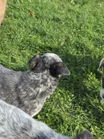 Blue, a female Australian Cattle Dog for sale in Belmont, WI – 3 of 6