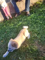 Cheddar , a male Australian Cattle Dog for sale in Belmont, WI – 5 of 5
