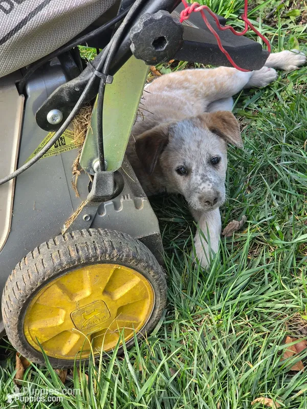 Cheddar  – Australian Cattle Dog puppy for sale in Belmont, WI