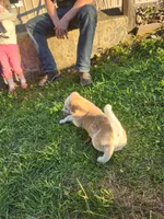 Cheddar , a male Australian Cattle Dog for sale in Belmont, WI – 2 of 5