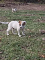 Patches , a male Australian Cattle Dog for sale in Belmont, WI – 6 of 6